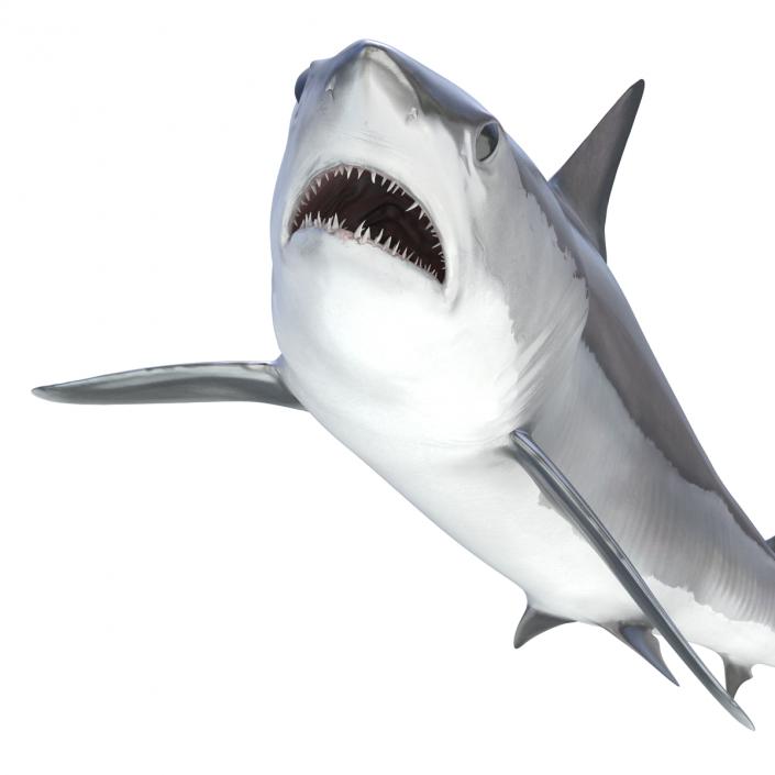 3D Shortfin Mako Shark Pose 2