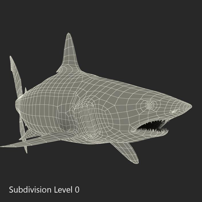 3D Shortfin Mako Shark Pose 2