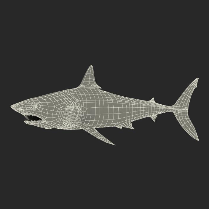 3D Shortfin Mako Shark Pose 2