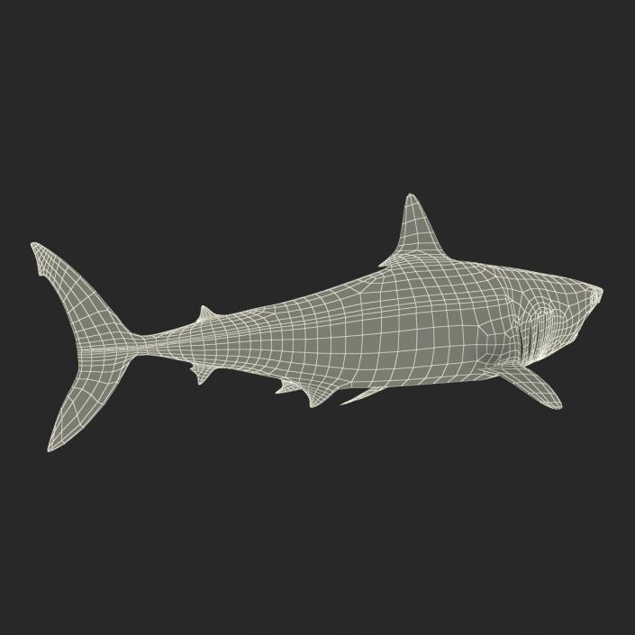 3D Shortfin Mako Shark Pose 2