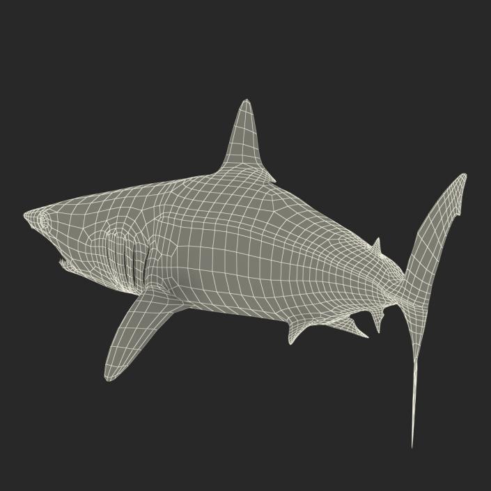 3D Shortfin Mako Shark Pose 2