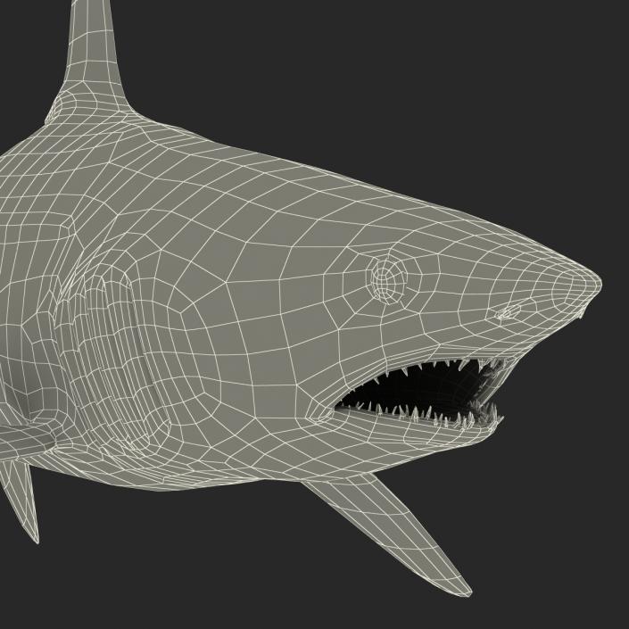 3D Shortfin Mako Shark Pose 2