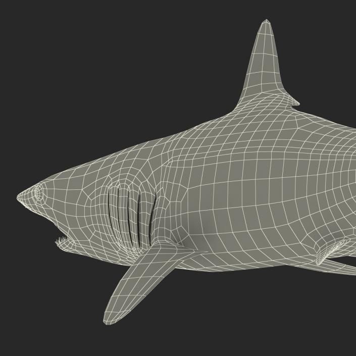 3D Shortfin Mako Shark Pose 2