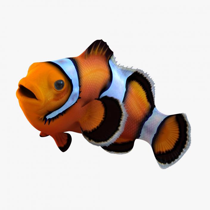 3D Clownfish Rigged