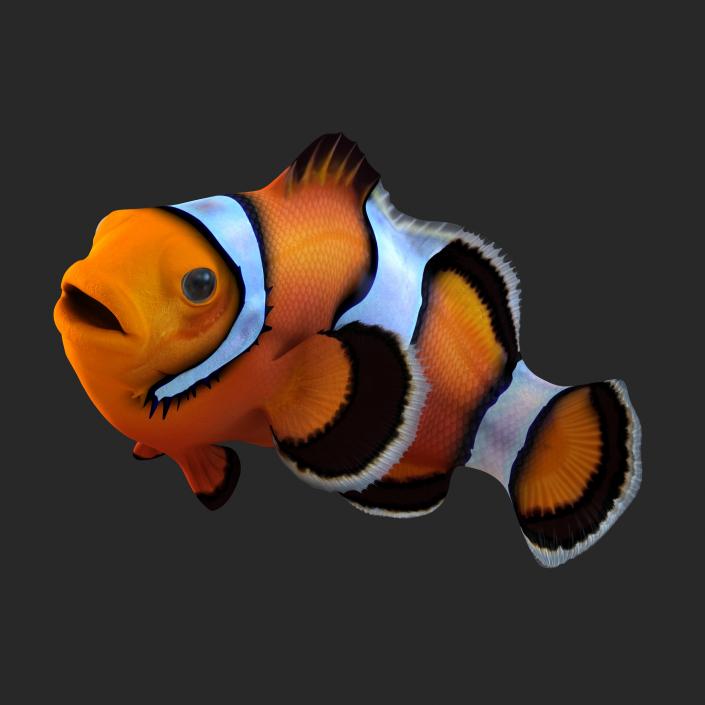 3D Clownfish Rigged