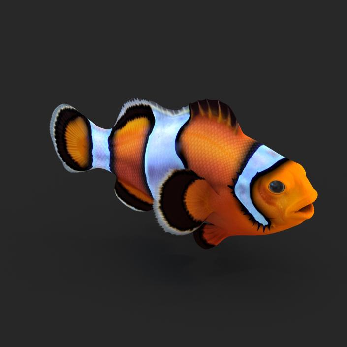 3D Clownfish Rigged