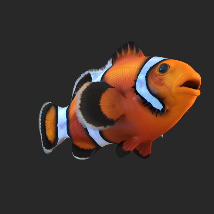 3D Clownfish Rigged