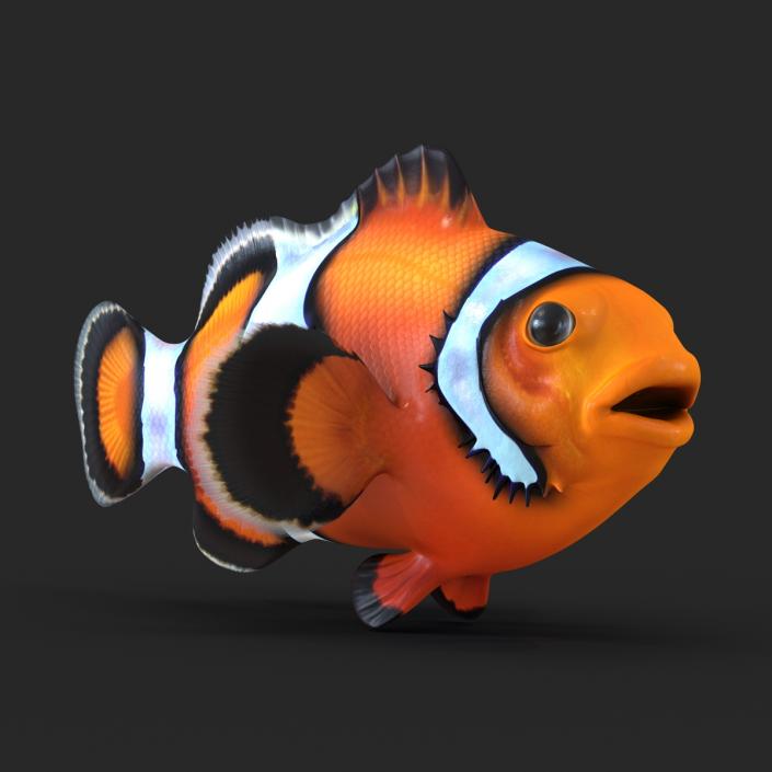 3D Clownfish Rigged