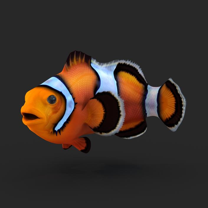 3D Clownfish Rigged