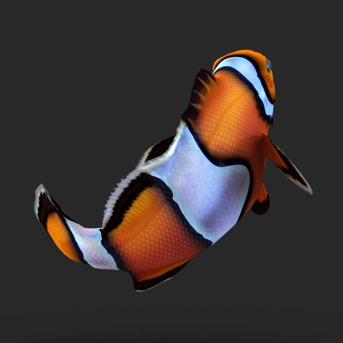 3D Clownfish Rigged