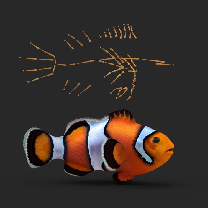 3D Clownfish Rigged