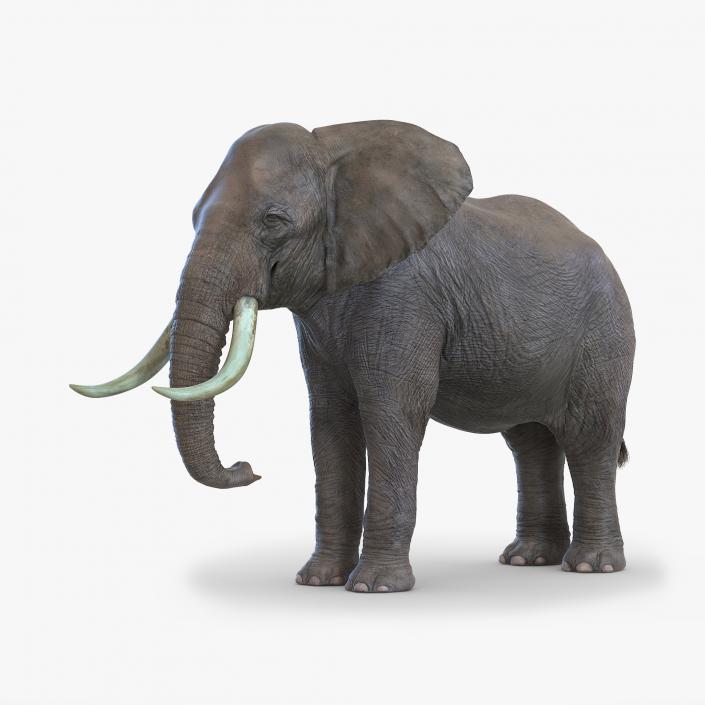 3D model Elephant