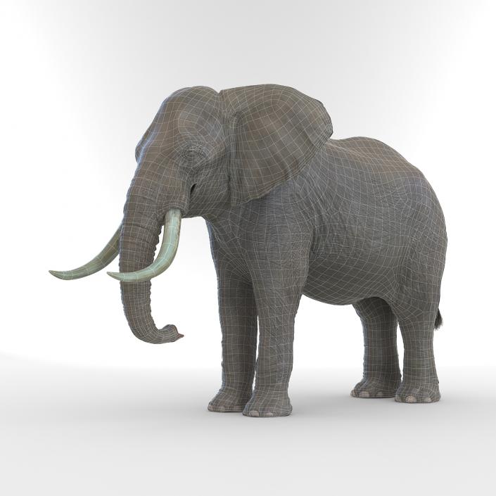 3D model Elephant