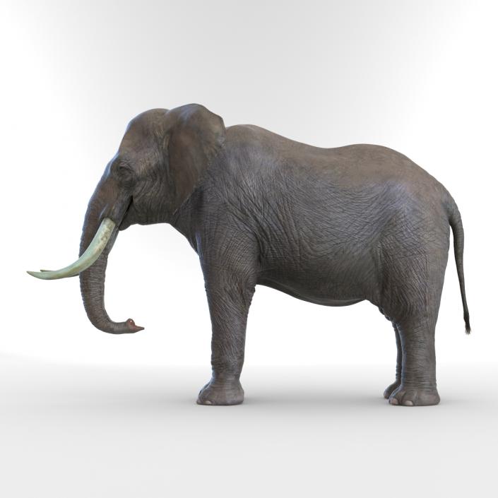 3D model Elephant