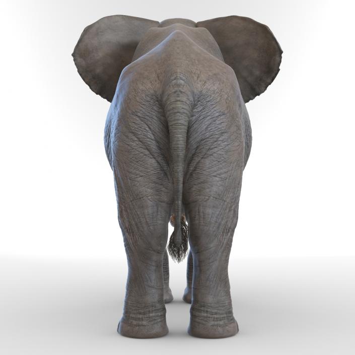 3D model Elephant