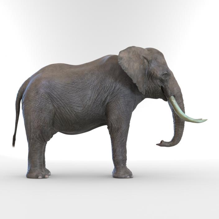 3D model Elephant