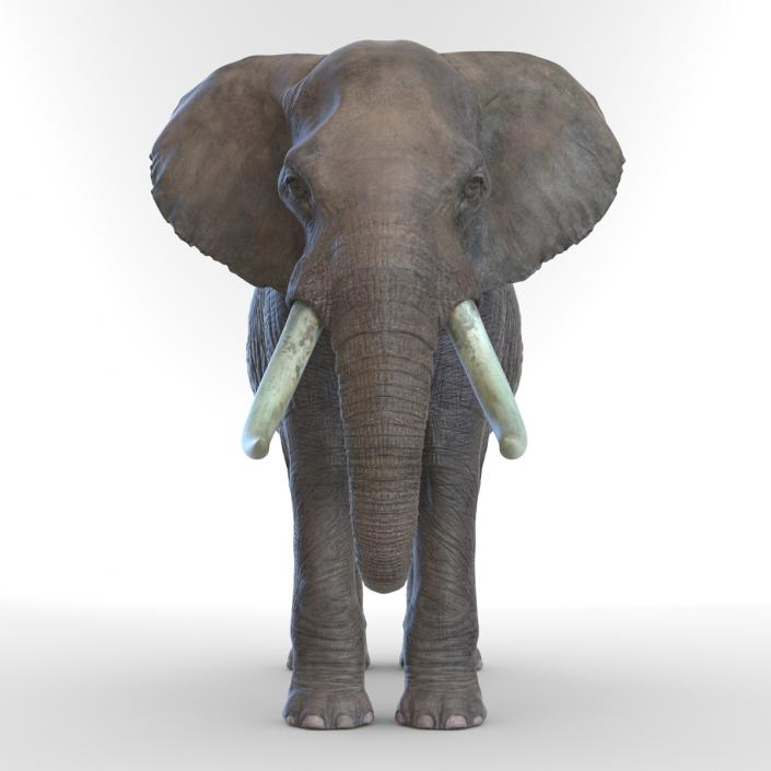 3D model Elephant