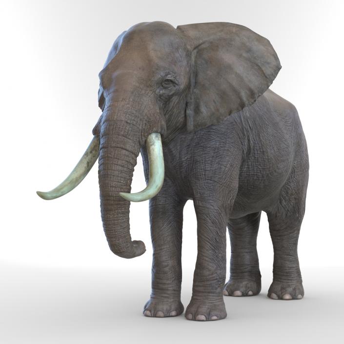 3D model Elephant