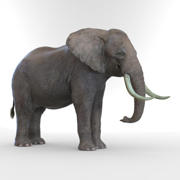 3D model Elephant