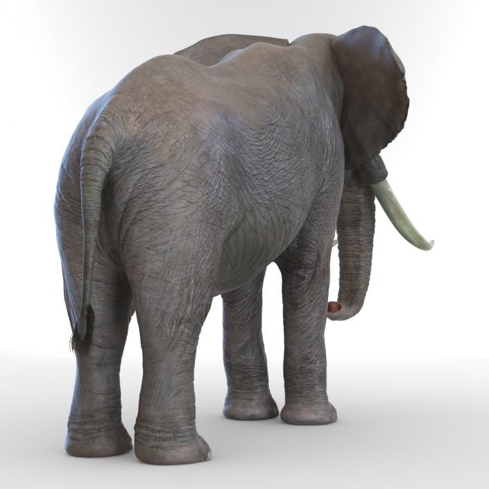 3D model Elephant