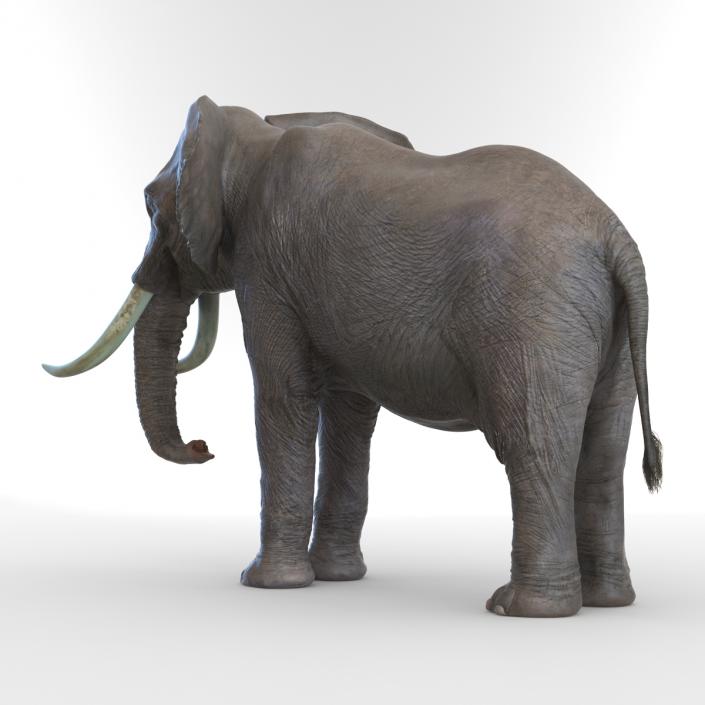 3D model Elephant