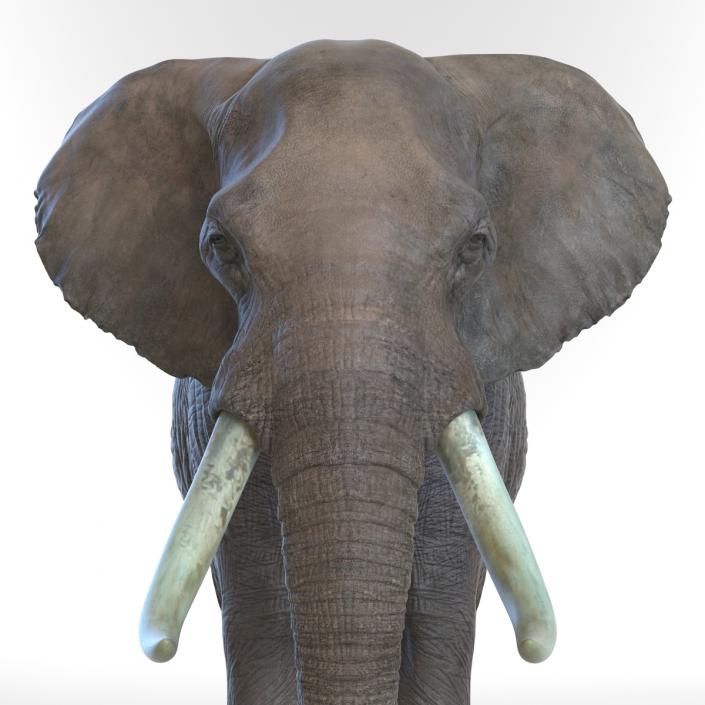 3D model Elephant