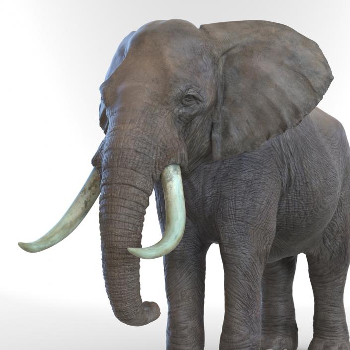 3D model Elephant