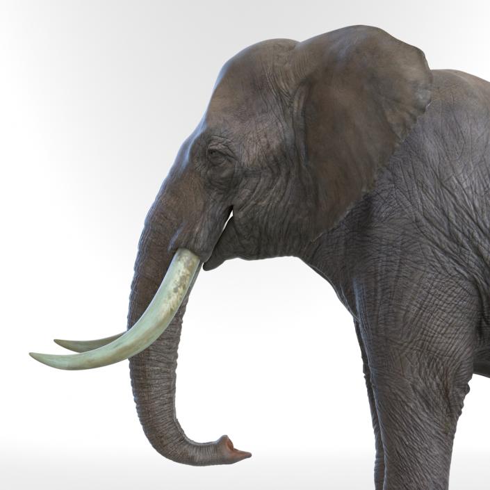 3D model Elephant