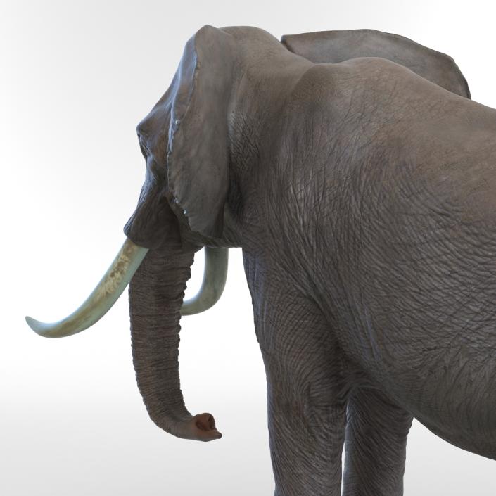 3D model Elephant