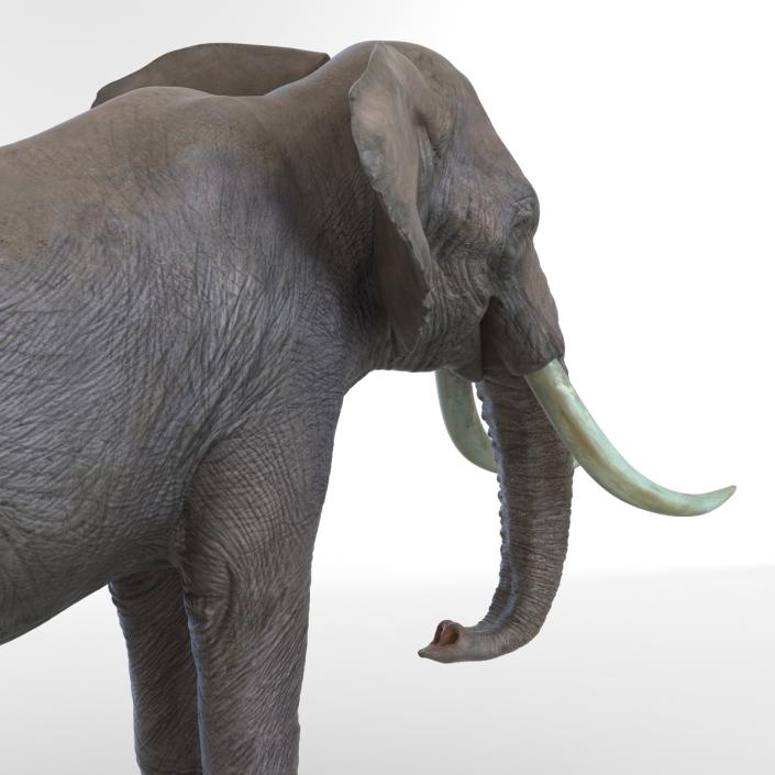 3D model Elephant