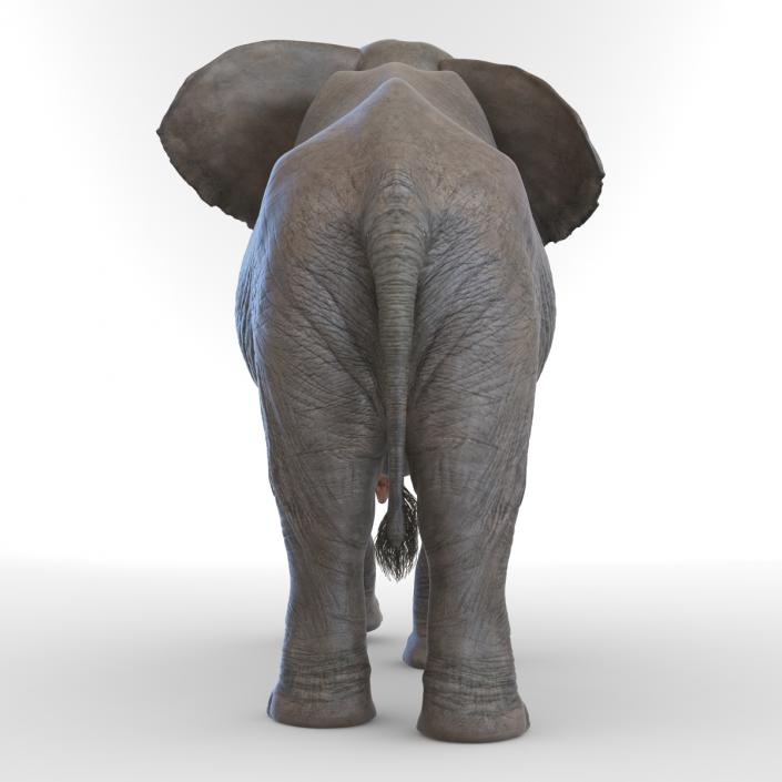 3D Elephant Walking Pose