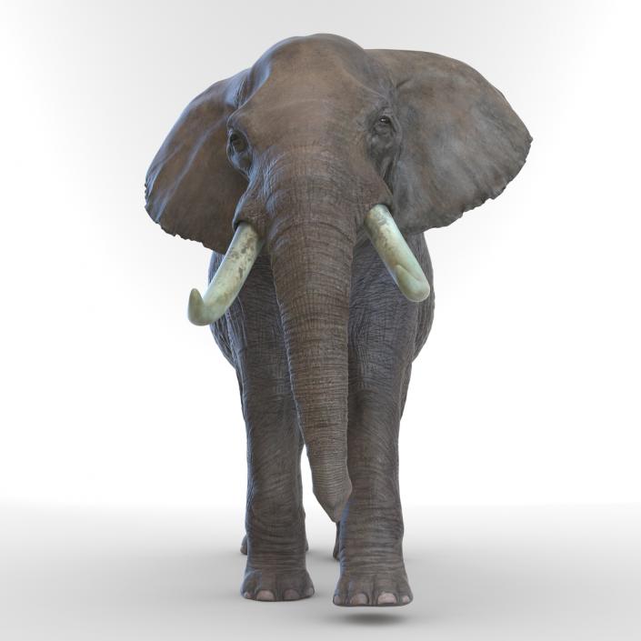 3D Elephant Walking Pose