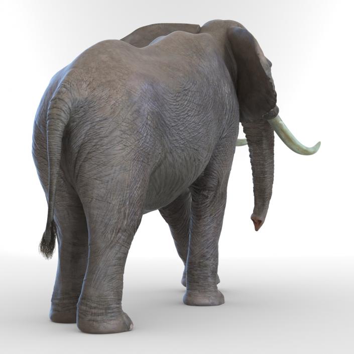 3D Elephant Walking Pose