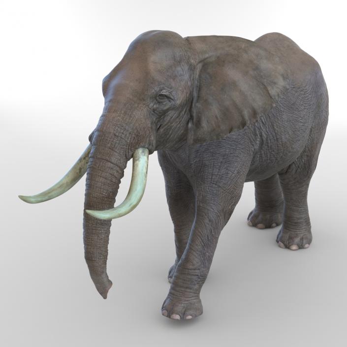 3D Elephant Walking Pose