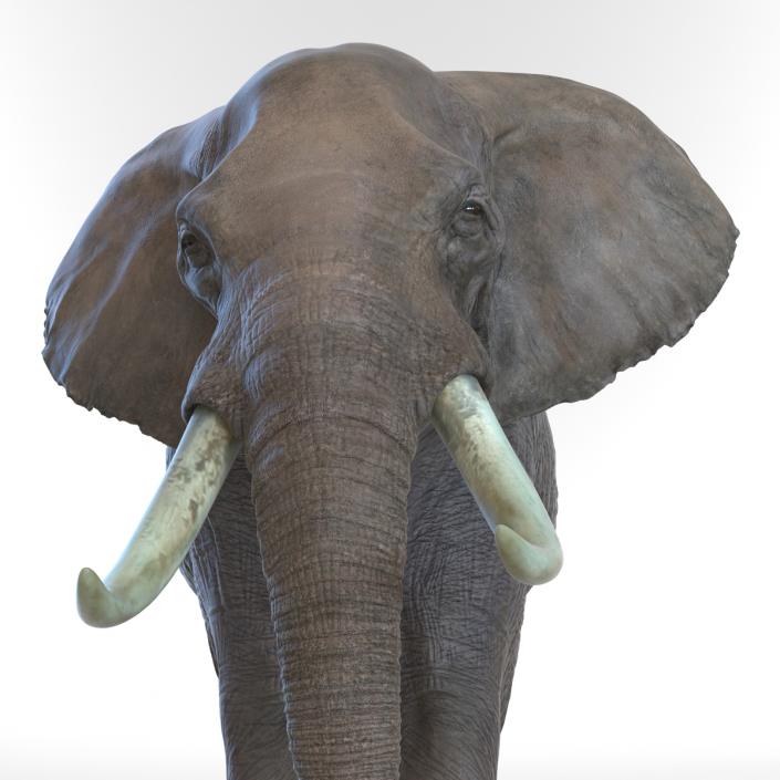 3D Elephant Walking Pose