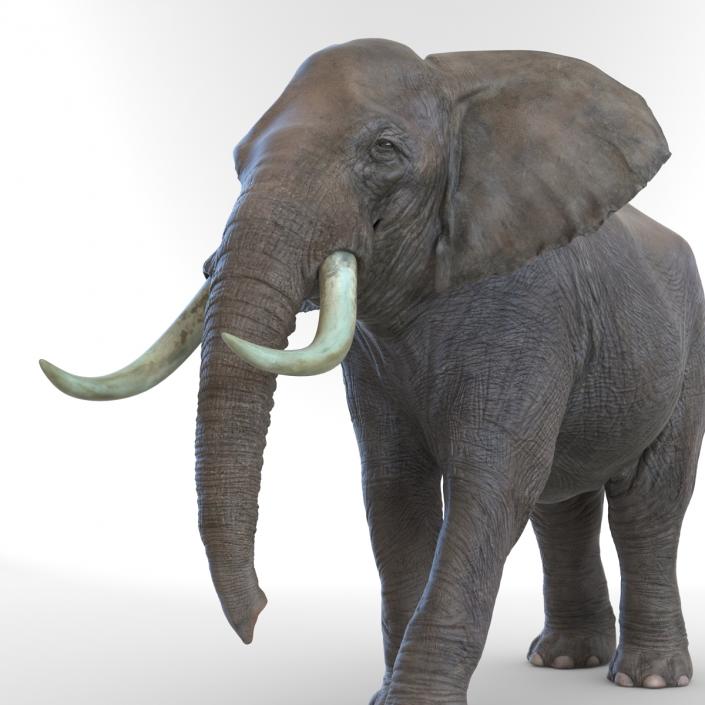 3D Elephant Walking Pose