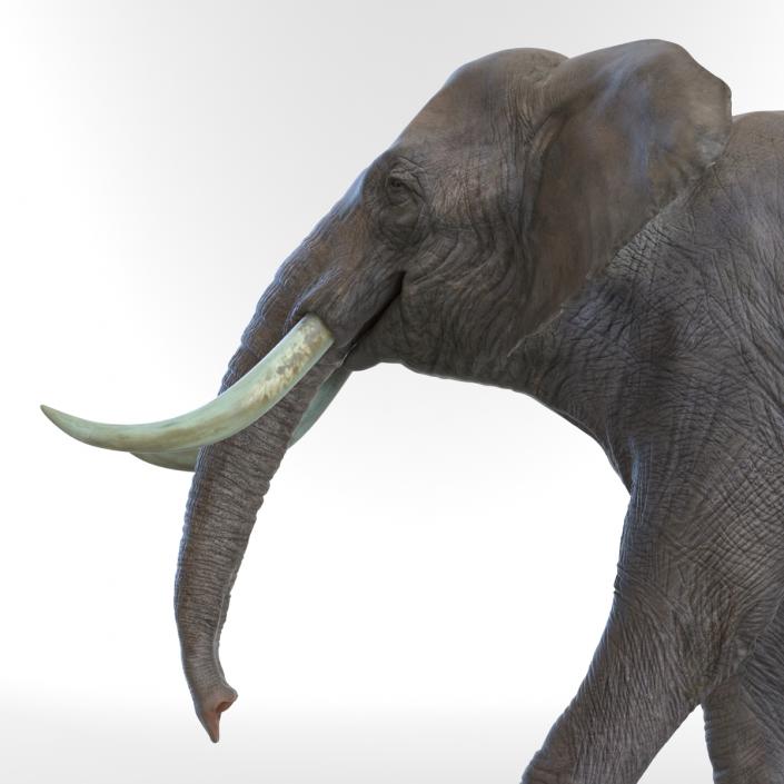 3D Elephant Walking Pose