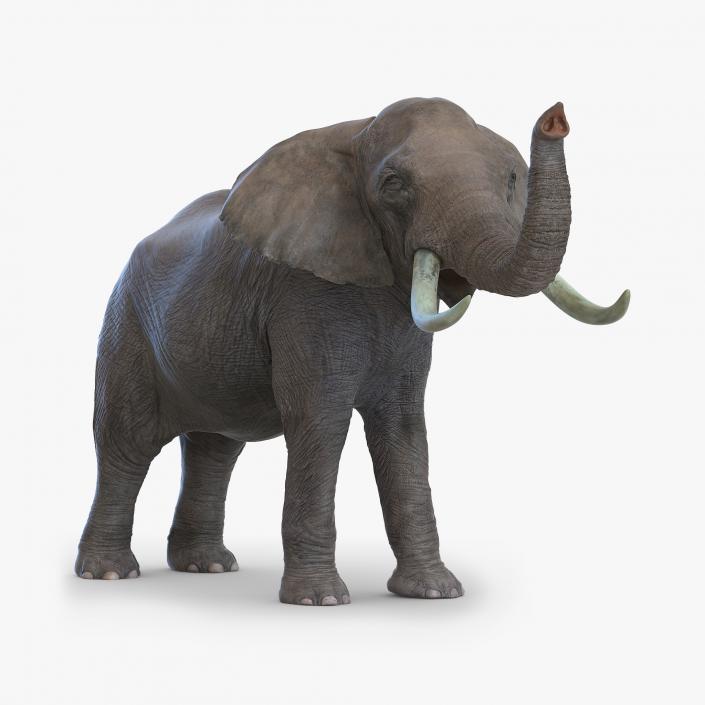 3D model Elephant Pose 3