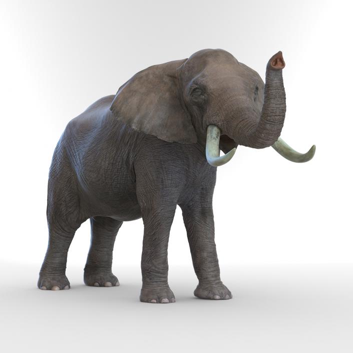 3D model Elephant Pose 3