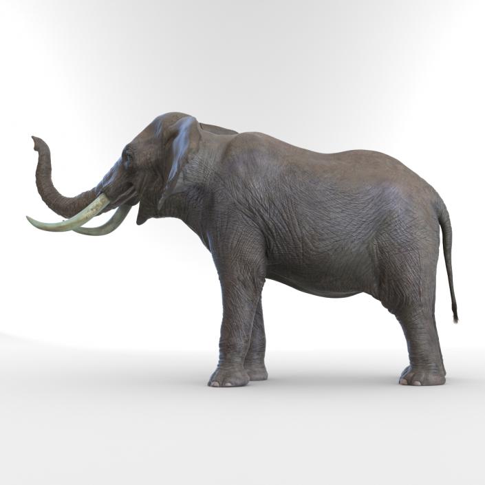 3D model Elephant Pose 3