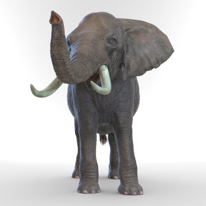 3D model Elephant Pose 3