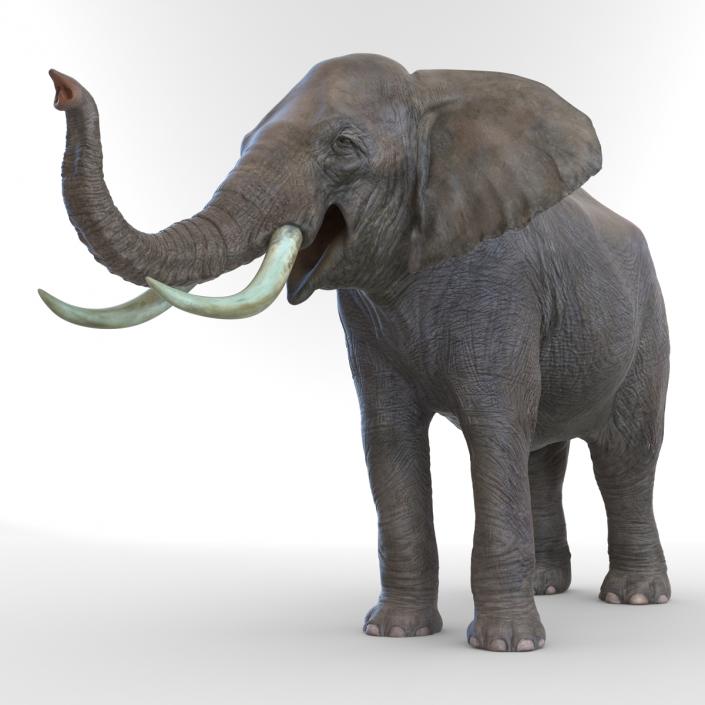 3D model Elephant Pose 3