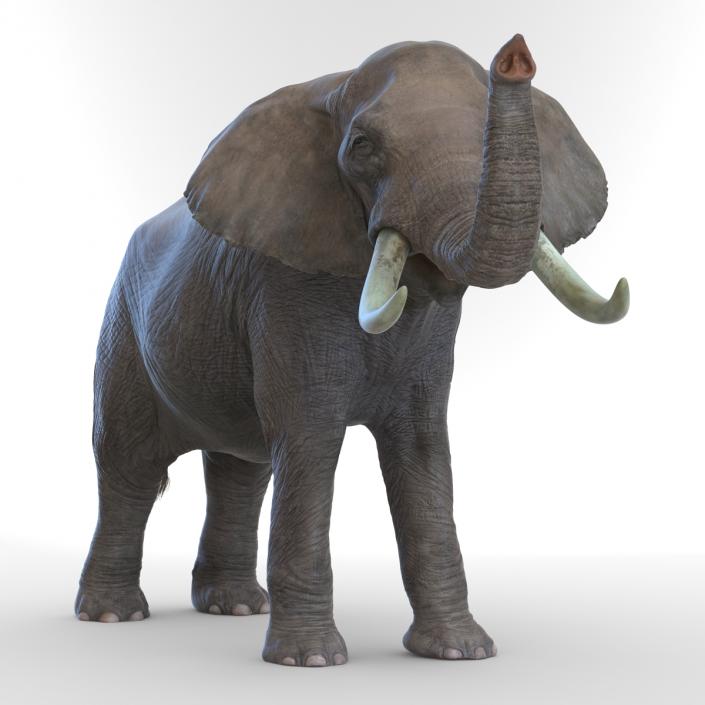 3D model Elephant Pose 3