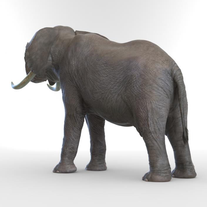 3D model Elephant Pose 3