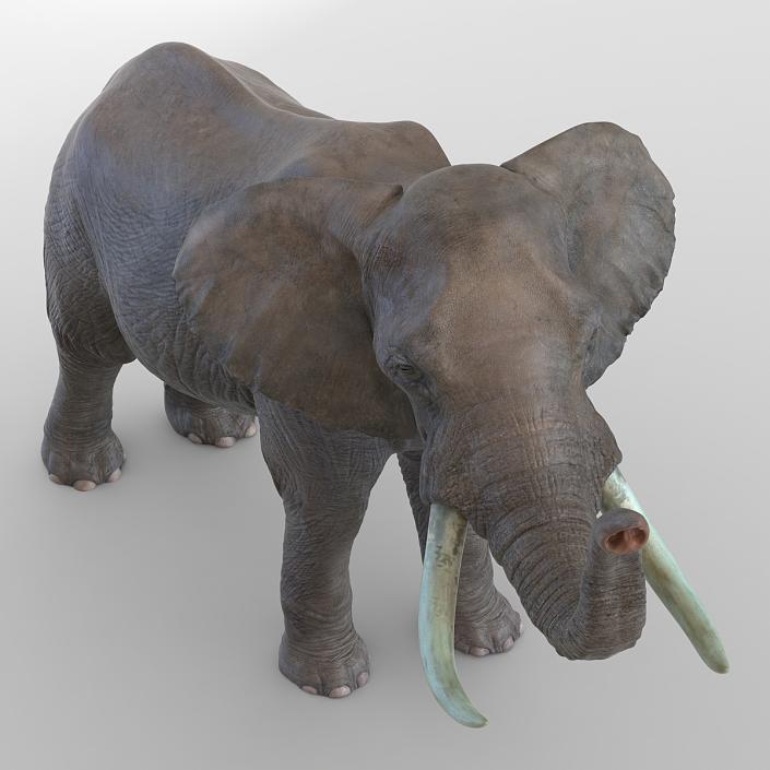 3D model Elephant Pose 3