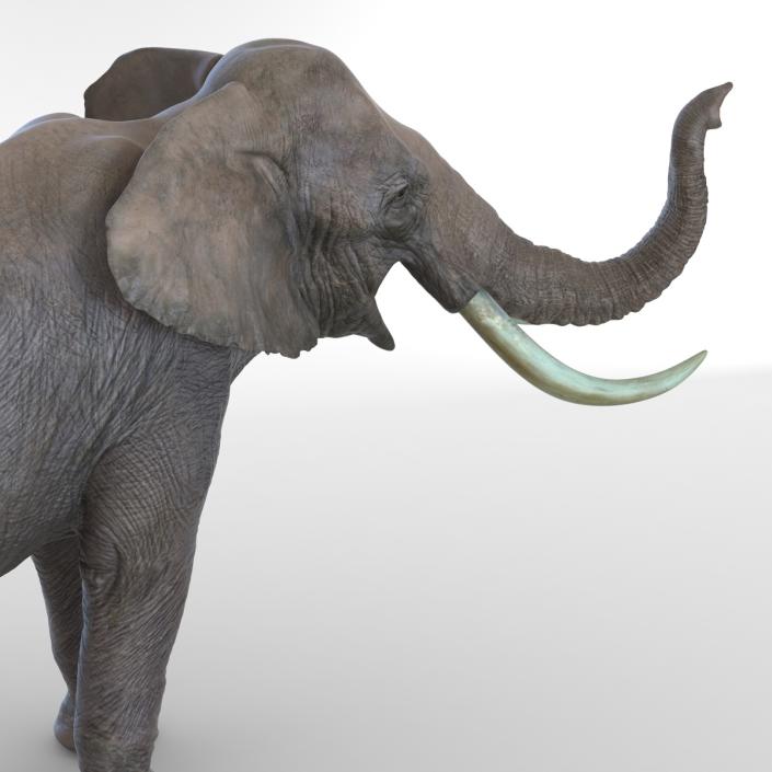 3D model Elephant Pose 3