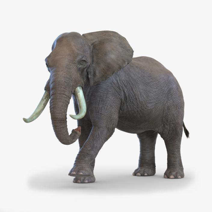 3D model Elephant Rigged