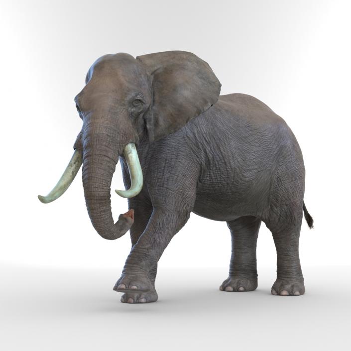 3D model Elephant Rigged