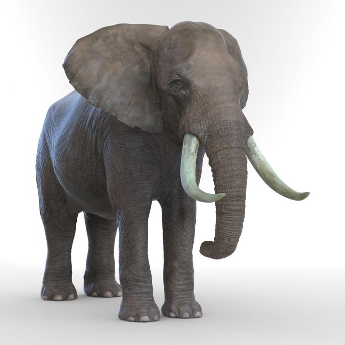 3D model Elephant Rigged