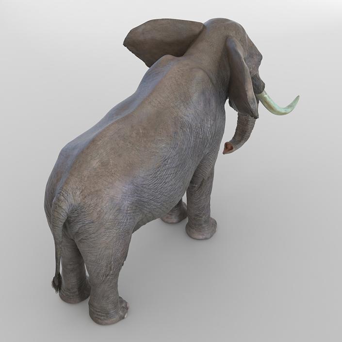 3D model Elephant Rigged